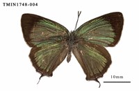 藏品(臺灣榿翠灰蝶)的圖片